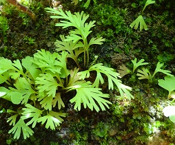 Young Silver Fern in my pot photo